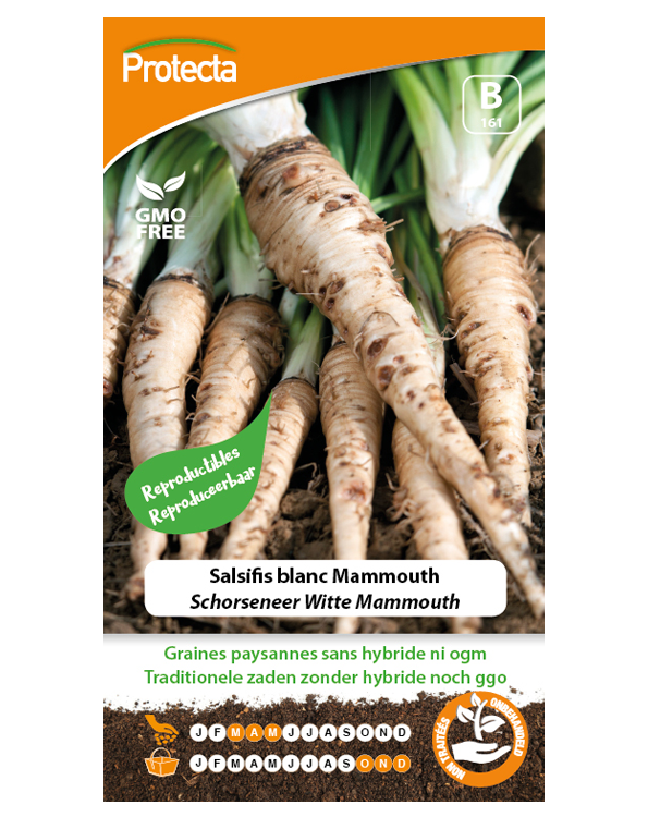 Zaadvaste Schorseneer Zaden Witte Mammouth