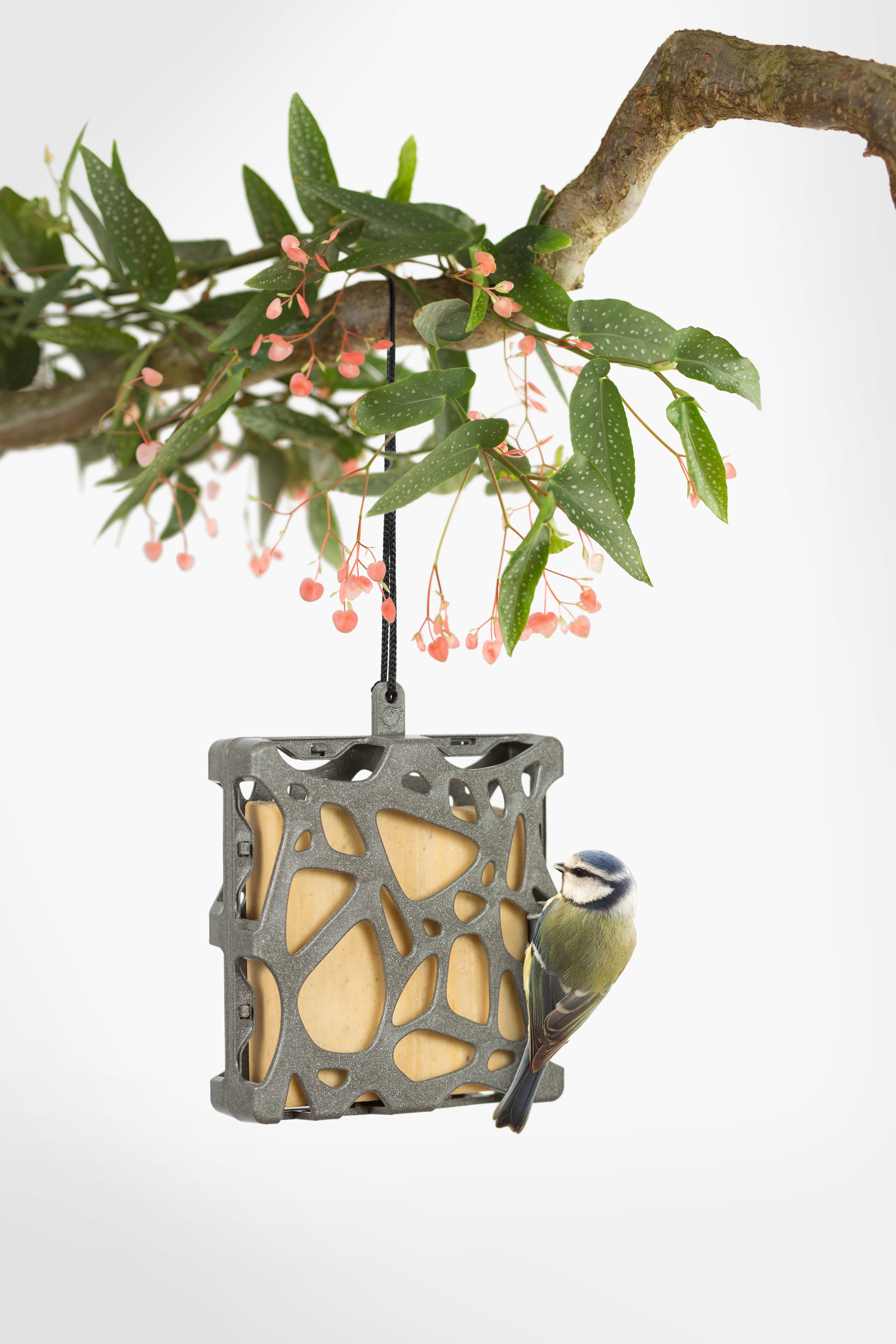 Birdcake met gedroogde insecten