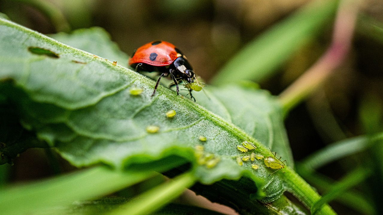 Kweek uw eigen lieveheersbeestjes (Adalia bipunctata) en bestrijd bladluizen op een natuurlijke manier.
