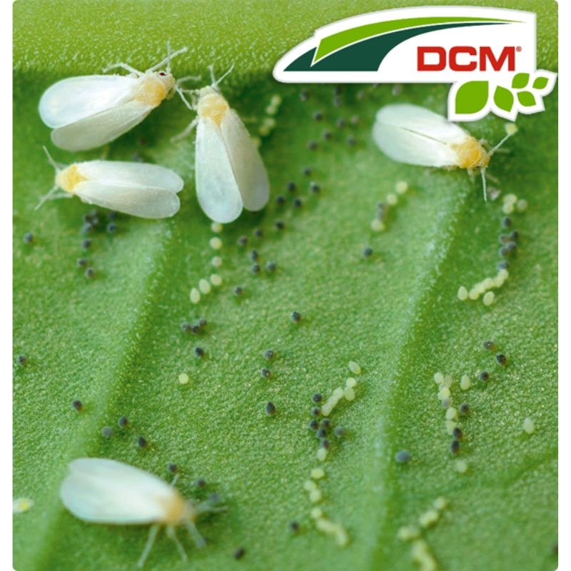 DCM natuurlijke bestrijding tegen wittevlieg op kasplanten - effectief en biologisch middel.