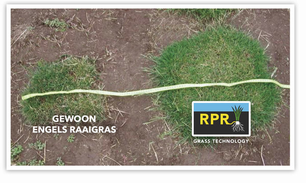 Barenbrug Speel & Sport Gazon met RPR | 25m²