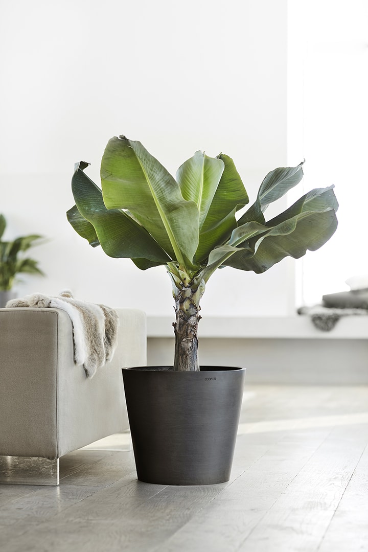 Ecopots Amsterdam Grote ronde bloempot Dark Grey 60