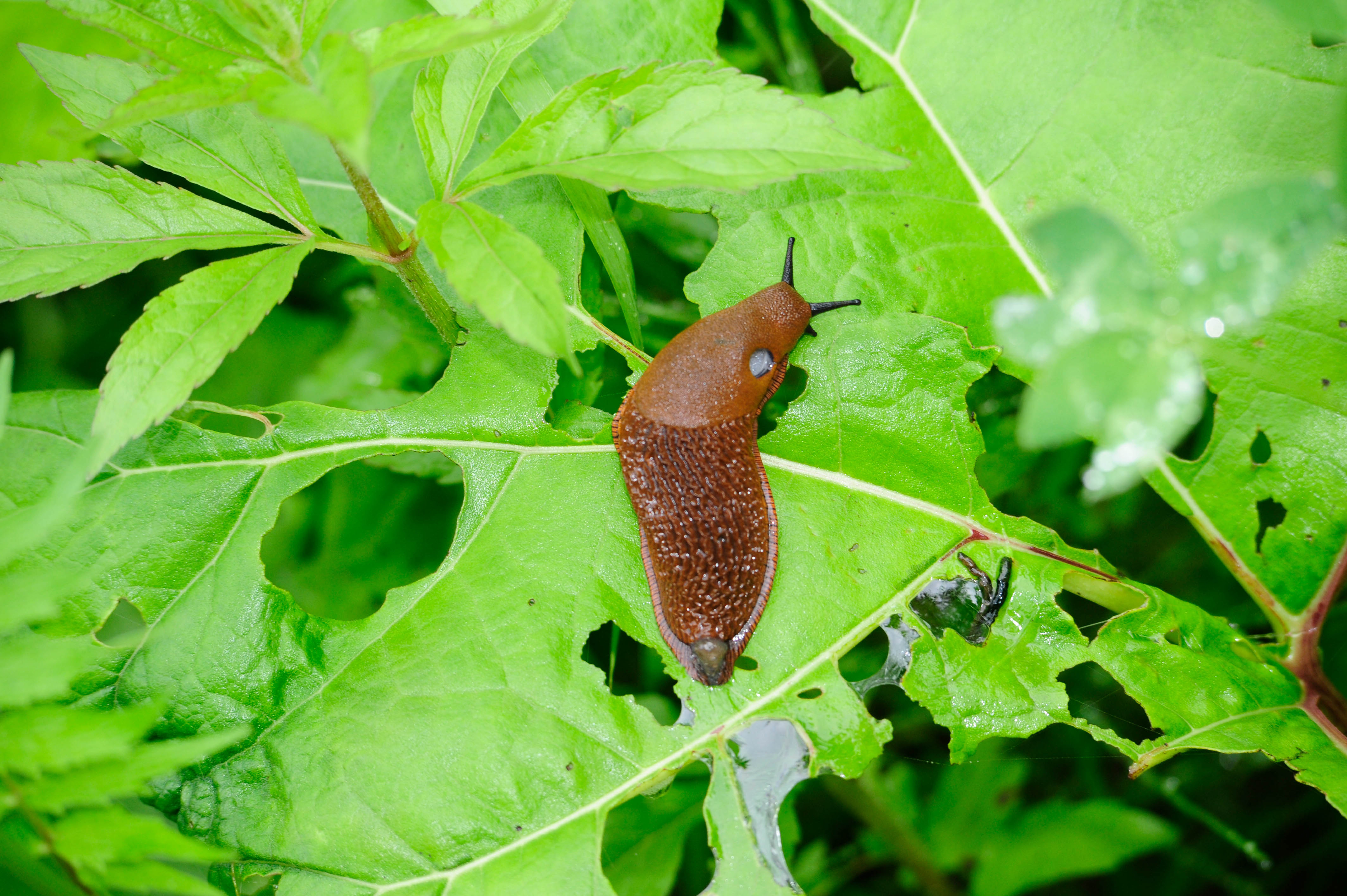 Slakken bestrijden moestuin Edialux Biologische slakkenkorrels Anti-Slak  
