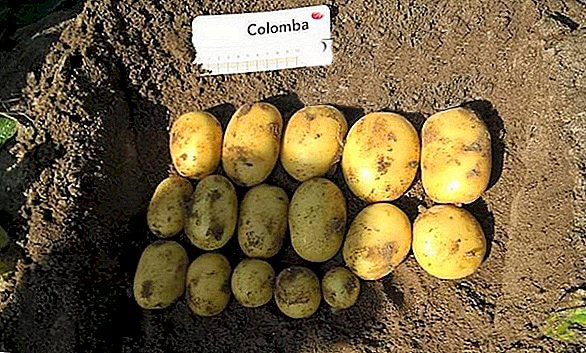 Pootaardappelen Colomba 1,5kg Pootaardappelen Colomba 1,5kg