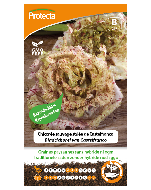 Zaadvaste Bladcichorei van Castelfranco Zaden