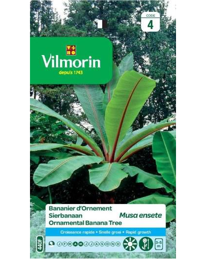 Sierbanaan zaden Musa Ensete 10st