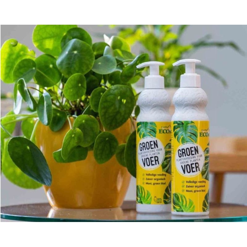 Twee flessen Ecostyle GroenVoer plantenvoeding staan naast een weelderige kamerplant in een gele pot. De voeding stimuleert de groei en zorgt voor diepgroene bladeren.