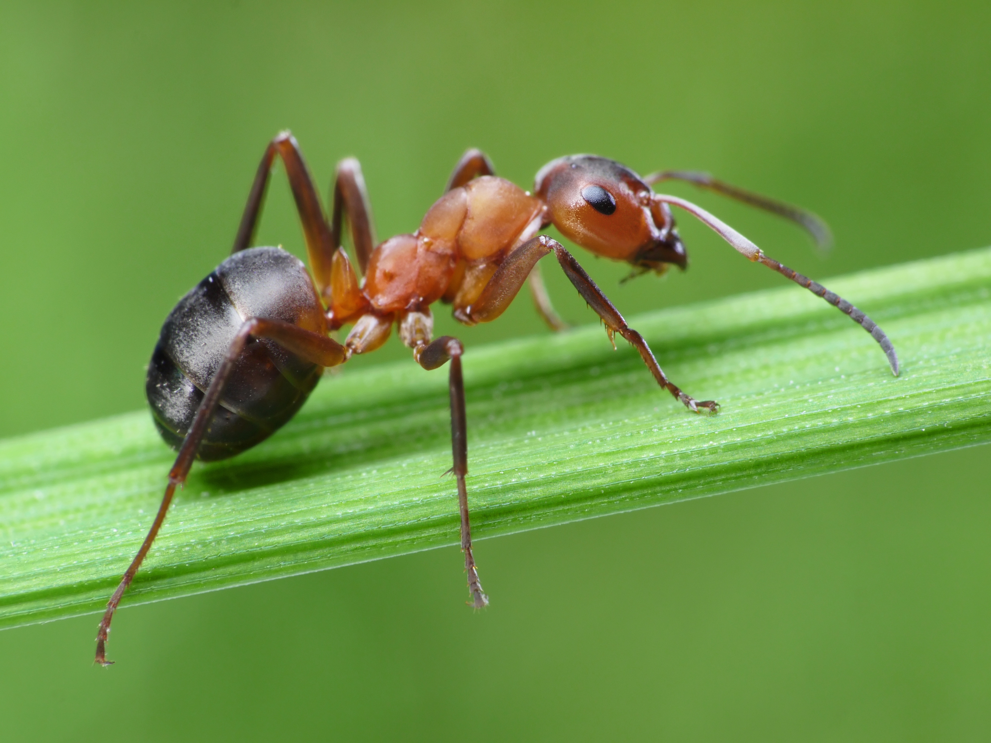 Last van mieren in de tuin? Ontdek effectieve bestrijdingsmiddelen bij Online-tuincentrum.be