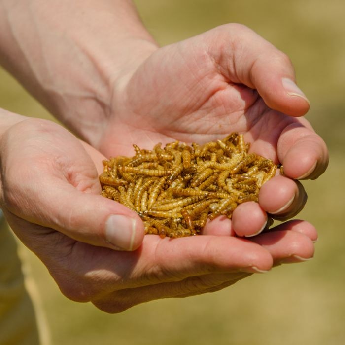 Meelwormen voor buitenvogels 140 g