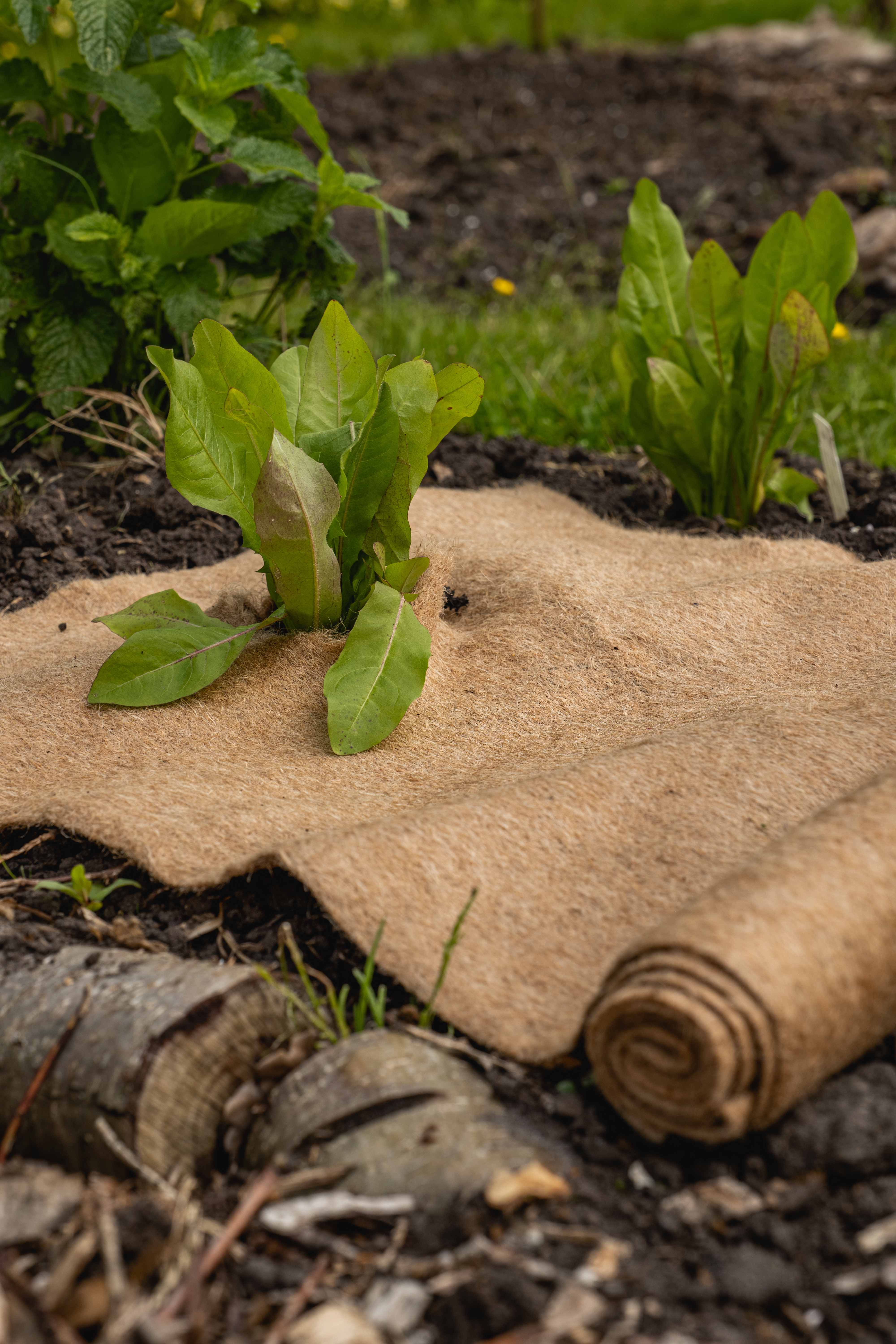 ECOstyle Jute beschermingsmat lichtbruin (50cm x 150cm) – natuurlijke bescherming voor je tuin 🌿
