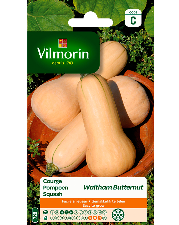 Vilmorin zaden Pompoen Waltham Butternut 2g