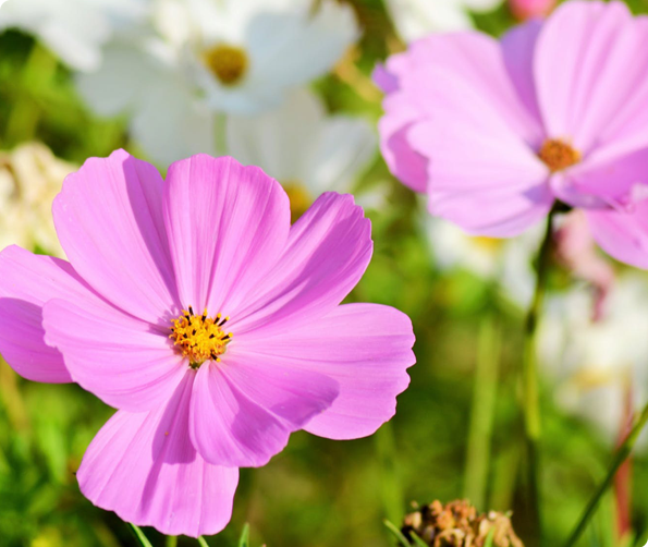 Vilmorin Cosmos zaden BIO 2g