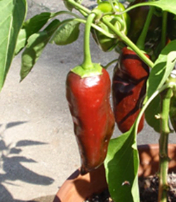 Snack Paprika Balconi zaden HF1 0,2g