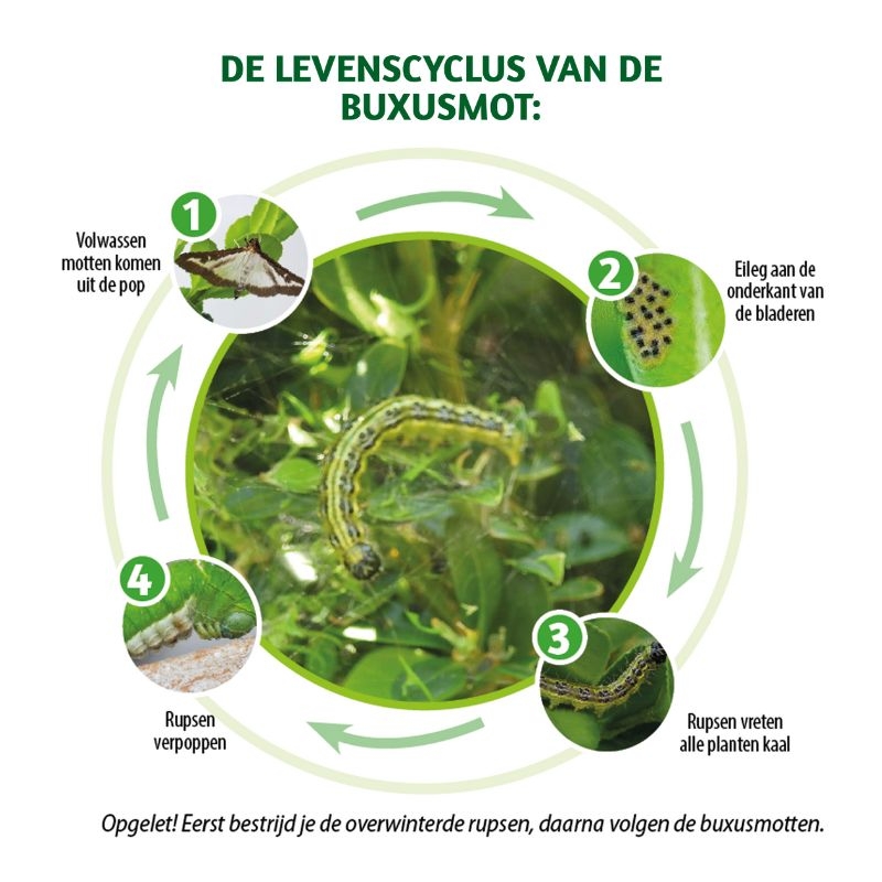 Levenscyclus van de buxusmot: van ei tot rups tot pop en volwassen mot. Bestrijd de buxusrupsen en motten effectief met BSI Omni Insect.