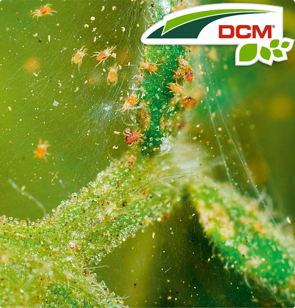 Roofmijt tegen spint 20m² DCM Naturapy