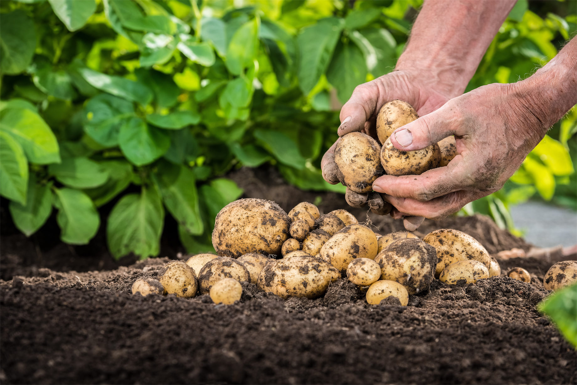 Kiemremmer voor aardappelen - BIOX-M® Amateur 🥔