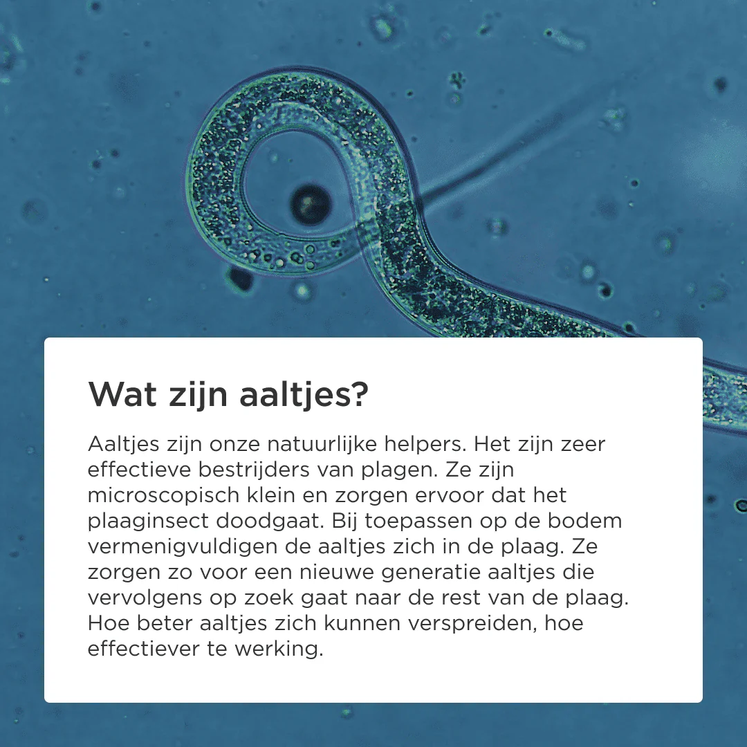 Engerlingen bestrijden met aaltjes (250 milj. - tot 500m²) 🐛 Engerlingen bestrijden met aaltjes (250 milj. - tot 500m²) 🐛