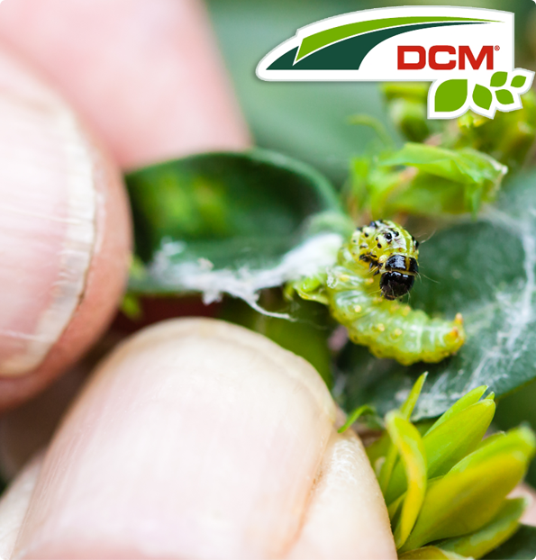 Feromonen tegen buxusmot DCM Naturapy 2st