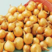 Sjalot Golden Gourmet 500g