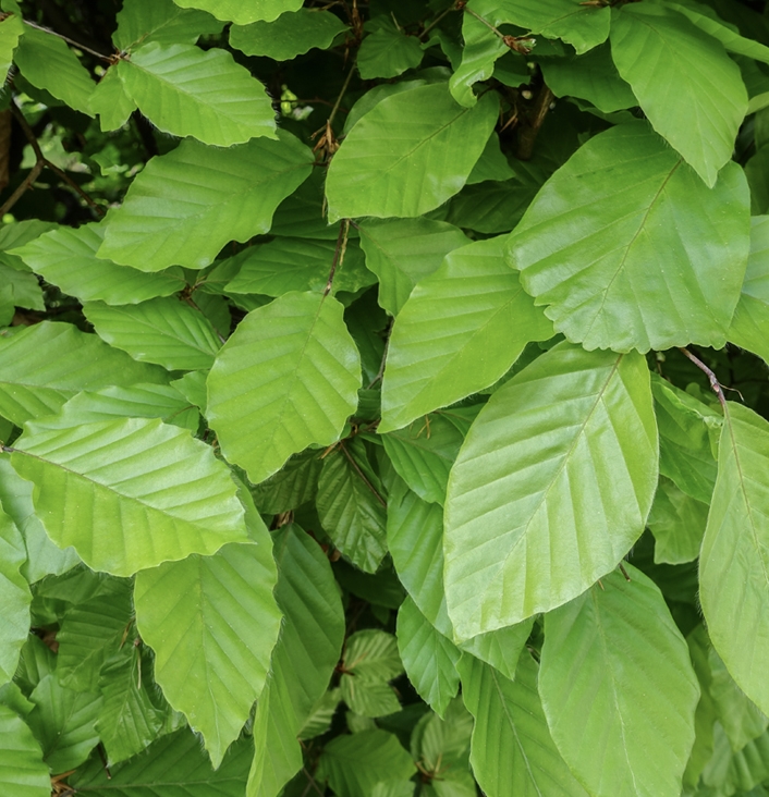 Groene beukenhaag "Fagus Sylvatica"