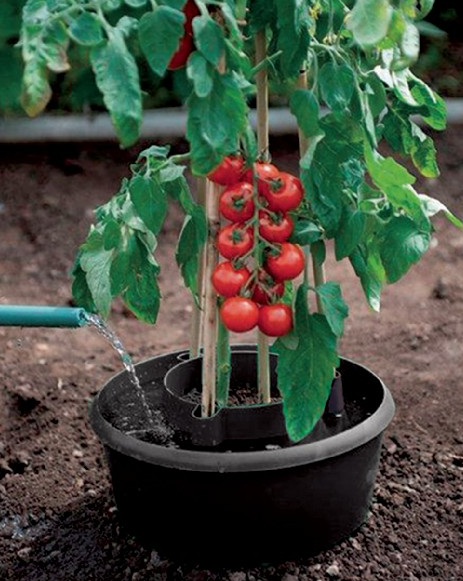 Waterreservoir tomaten met druppselsysteem 3 stuks
