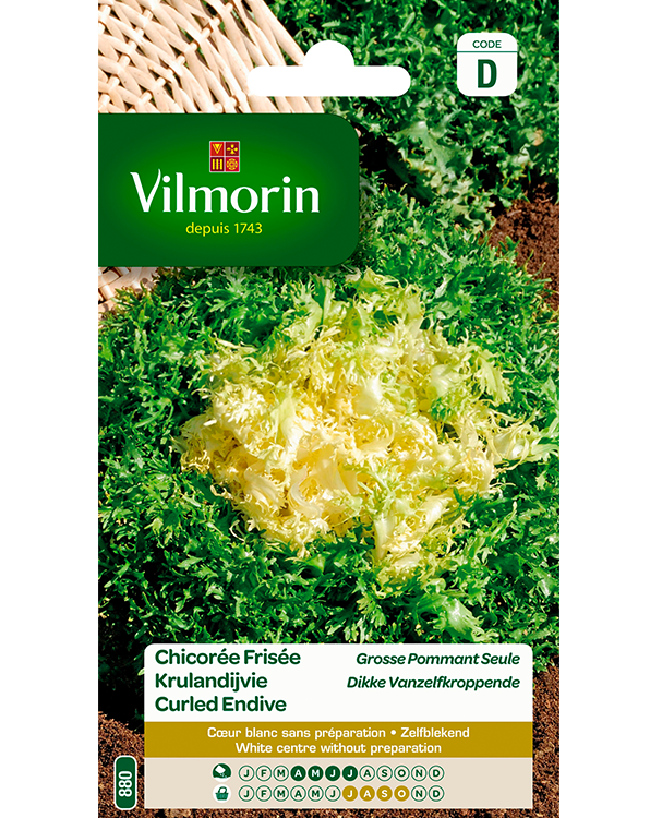 Vilmorin Krulandijvie zaden Dikke Vanzelfkroppende 4g