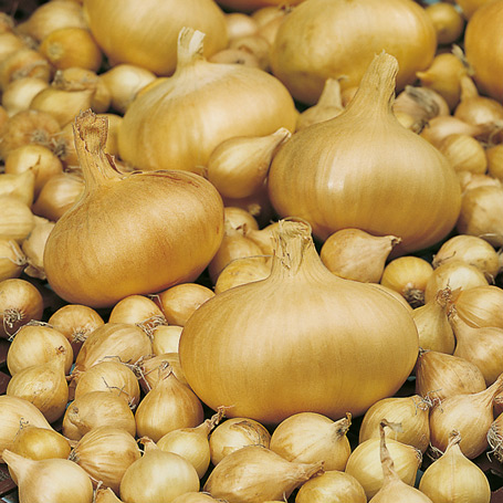 Plantajuin Stuttgarter 500g