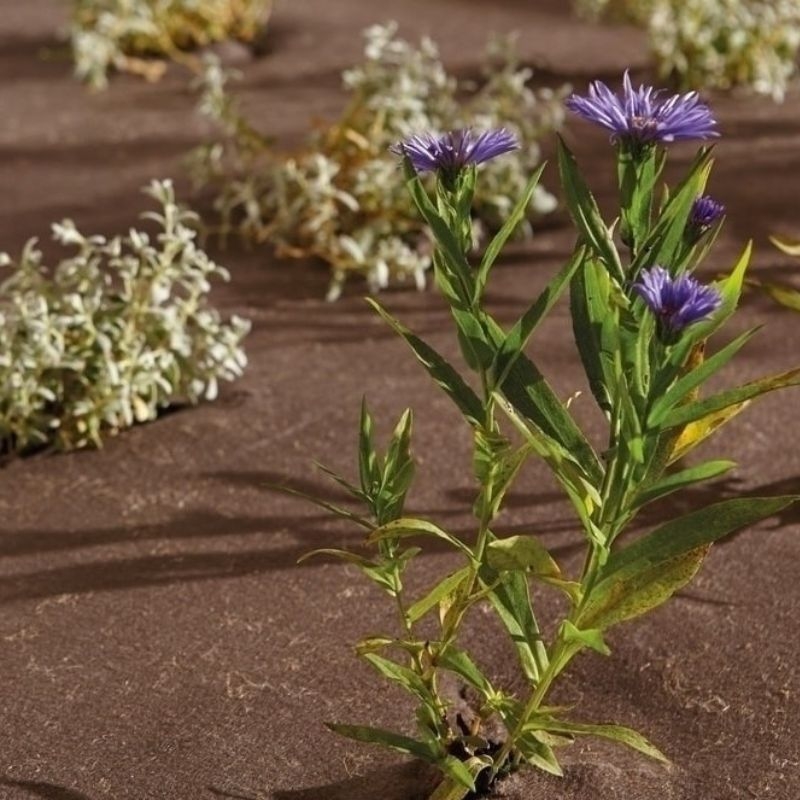 Biologisch afbreekbaar gronddoek van BioWeedtex, geschikt voor 400m², voorkomt onkruidgroei.