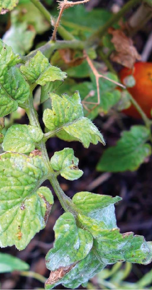 Tomatenziekte ecologisch bestrijden 100 ml