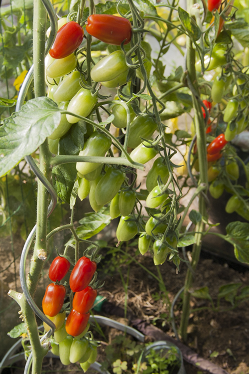 Tomatenspiraal Gegalvaniseerd 10 stuks