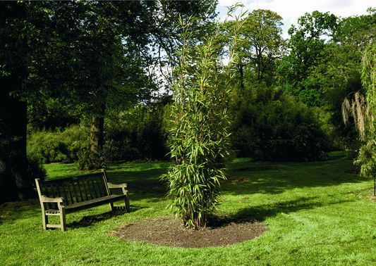 Wortelbegrenzer bamboe 0,7m x 5m