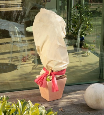 Een grote kuipplant in een roze pot, beschermd tegen de winterkou met een lichtgekleurde winterhoes.