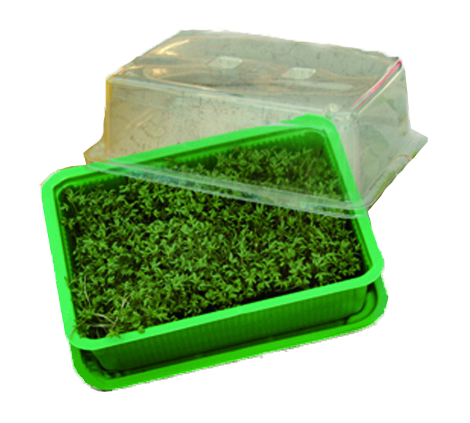 Een kleine, groene kweekset met een transparant deksel. De set bevat een bakje met aarde en jonge plantjes.