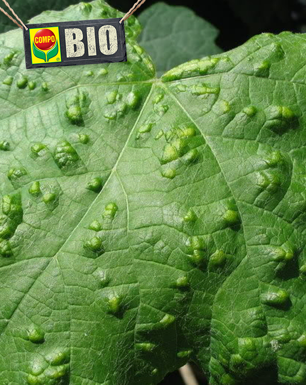 Compo Bio Sulfus Spuitzwavel tegen witziekte en schurft 400g