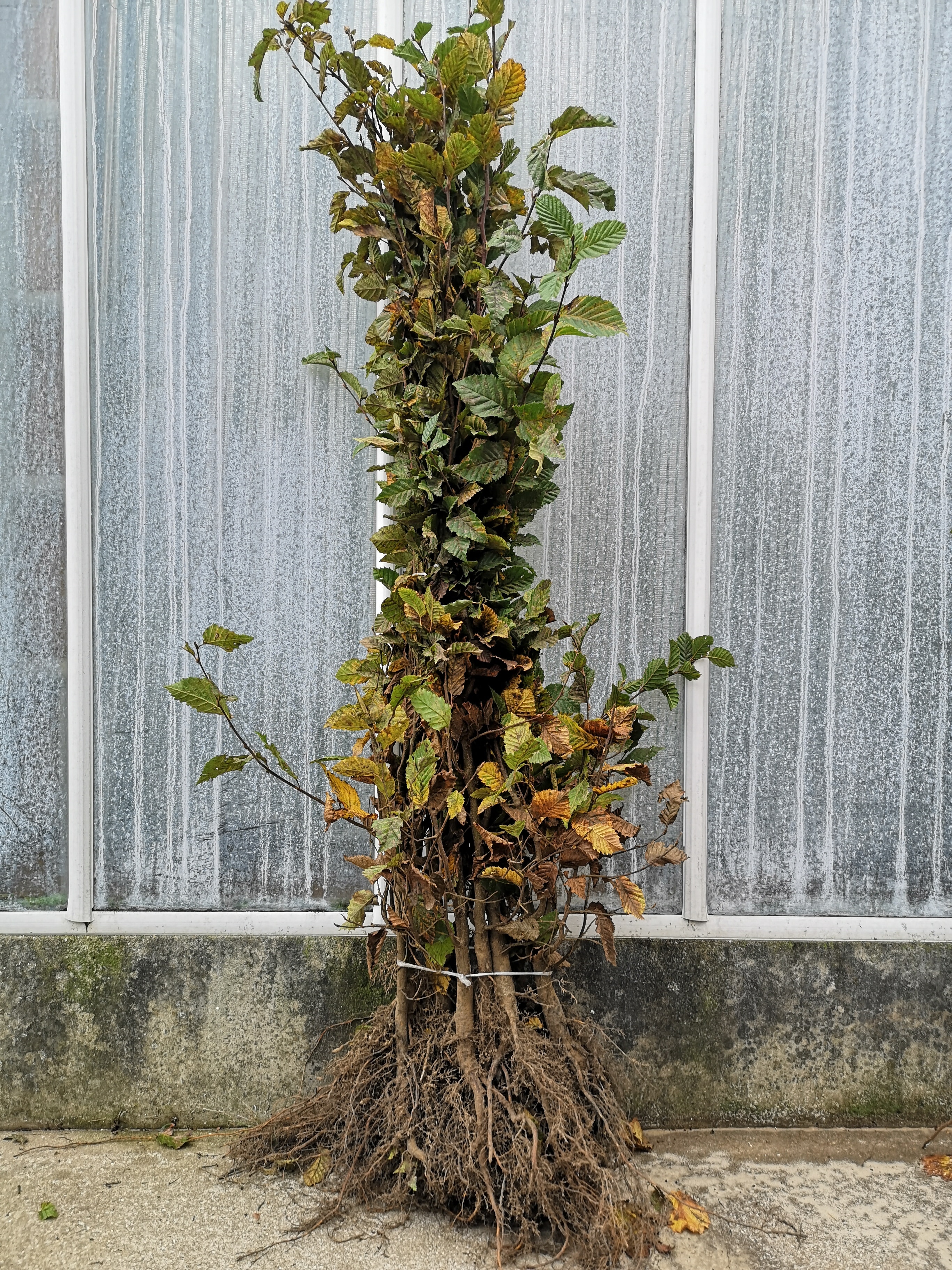 Haagbeuk "CARPINUS BETULUS"