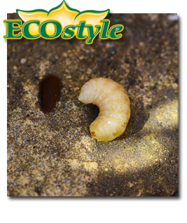 Ecostyle Aaltjes tegen bodeminsecten 60m²