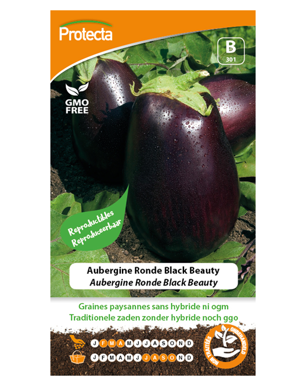 Zaadvast Aubergine Zaden Ronde Black Beauty