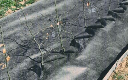 Plantex premium haagdoek 0,5m x 20m