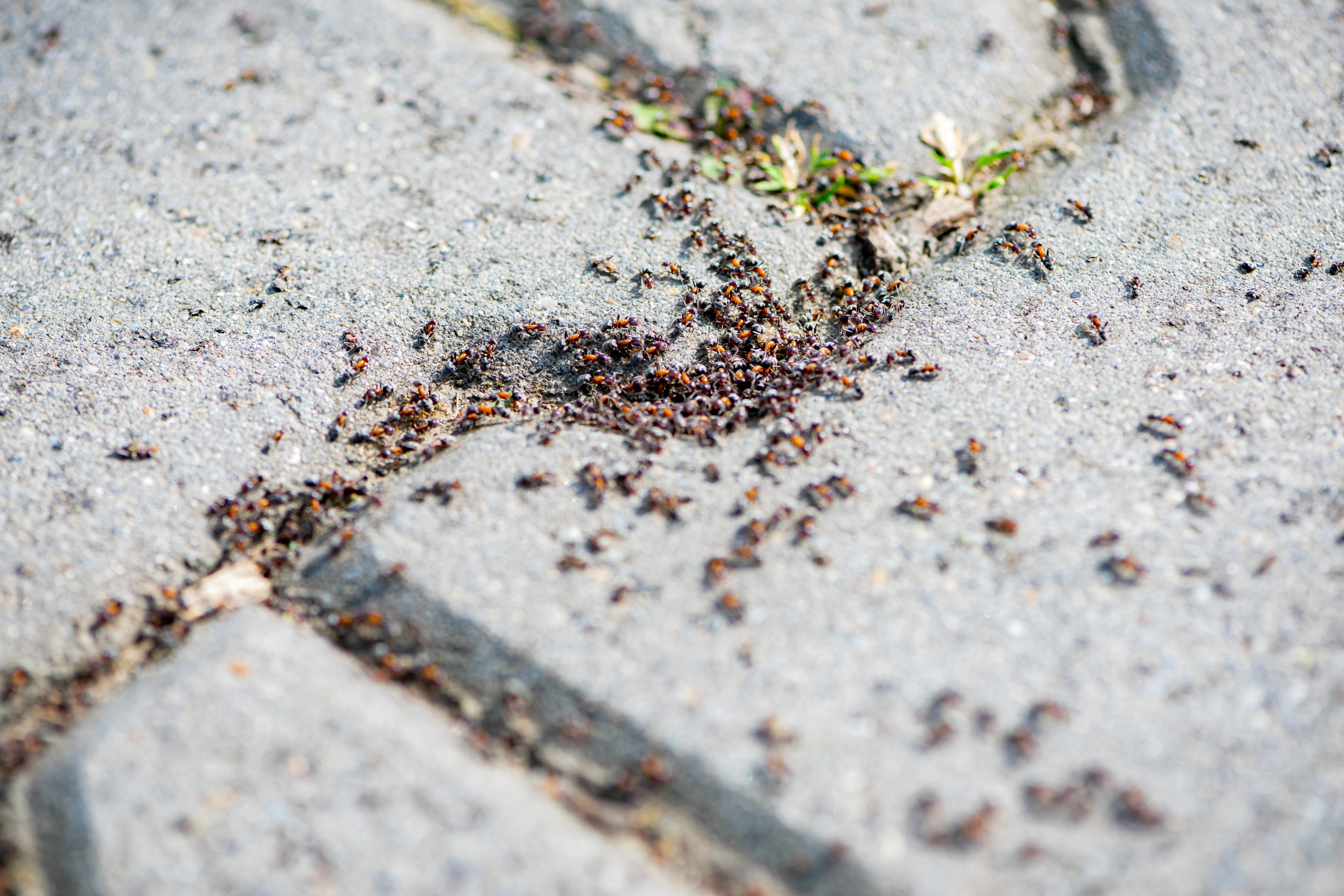 Een mierennest in de stoeptegels, een veelvoorkomende vorm van overlast in de zomer