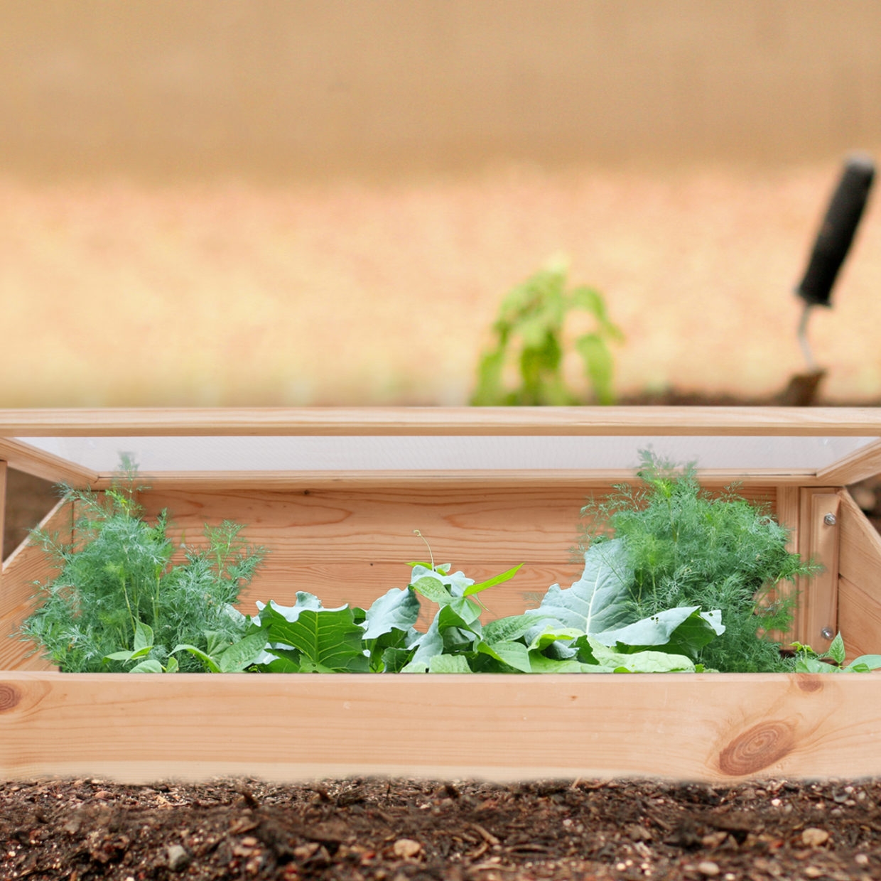 Een houten koude bak van Esschert Design met open deksel, waarin jonge koolplanten en dille groeien.