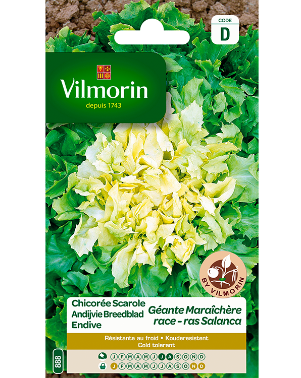 Vilmorin Zaden Andijvie Breedblad Salanca 4g