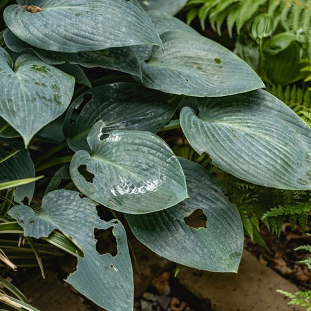 Escar-Go slakkenkorrels voor effectieve en veilige slakkenbestrijding! 🐌