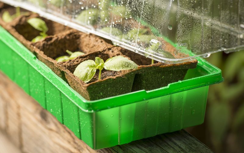 Groene vensterbankserre met transparant deksel, waarin jonge zaailingen groeien in turfpotjes.