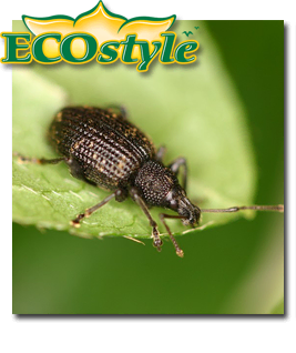 Ecostyle Aaltjes tegen taxuskever 50m²