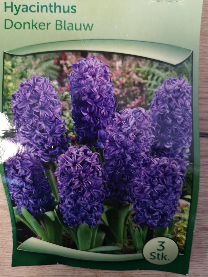Hyacint donker blauw
