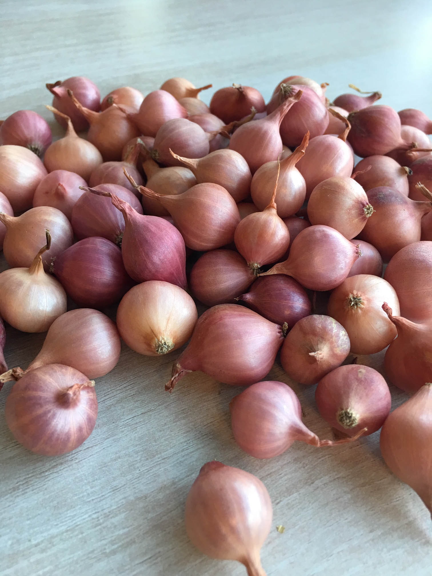 Roze Plantui, hittebestendig 250 g