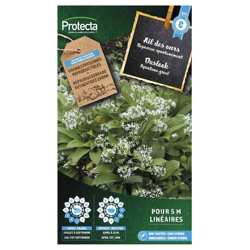 Close-up van daslookplanten met groene bladeren en witte, stervormige bloemen.