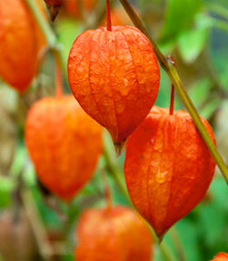 Physalis Chinese lantaarn zaden 1g