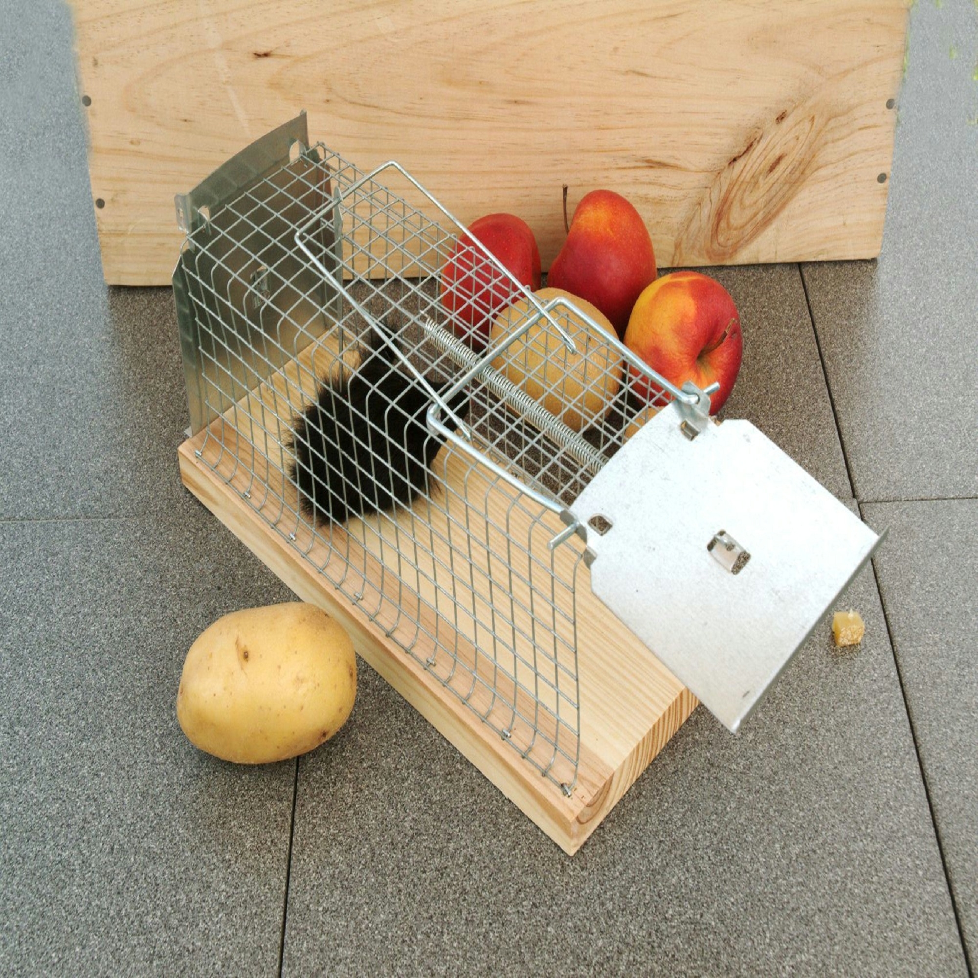 Ratten levend vangen met rattenvangkooi
