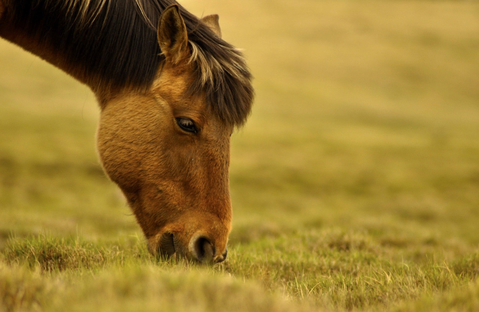 Barenbrug Hay Master graszaad voor Paardenhooi 15kg